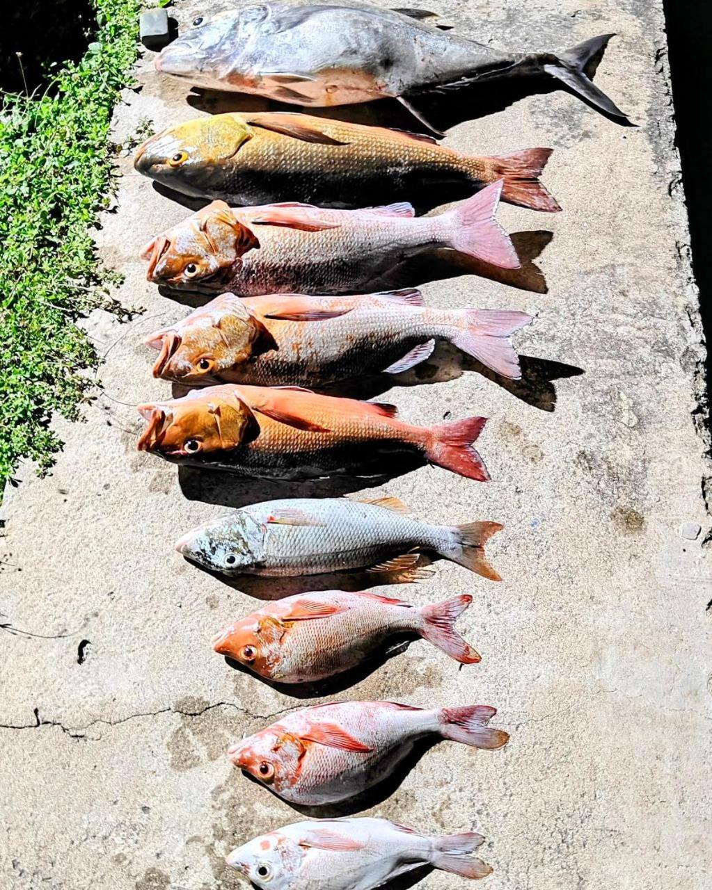 Bougan Villea Retreat Bodufolhudhoo Bagian luar foto